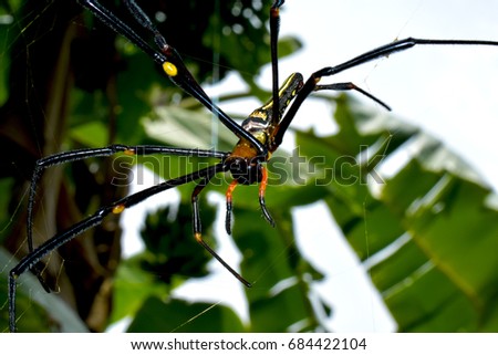 Nephila pilipe is a spider with a golden fiber. This garden has strong and natural gold fibers to trap insects. The perfect picture in Asia It's a fast attack.