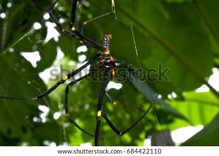 Nephila pilipes is a spider with a golden fiber. The garden is in Asia hardy golden fiber, strong, durable, natural to create insect trapping. Is the perfect picture
