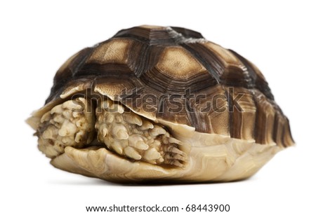 African Spurred Tortoise, Geochelone sulcata, 1 year old, in front of white background