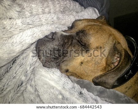 close up of the face of a sleeping boxer dog