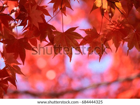 Colorful  maple leaves on branch in autumn forest with colorful bokeh background and copy space, autumn season greeting, close up.