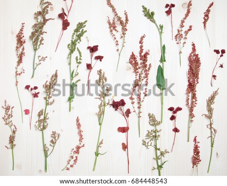 Vegetable wallpaper, botanical image of sorrel inflorescences.