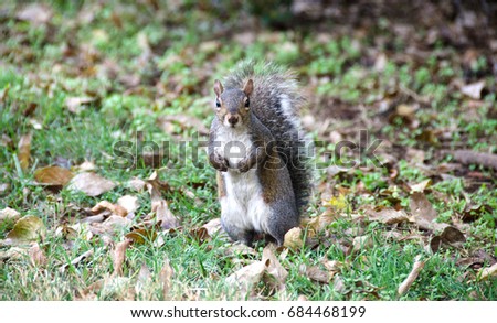 Cute little squirrel standing up in park and looking curiously at the camera