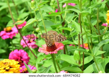 Butterfly eat nectar from flower by proboscis mouth