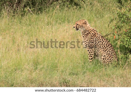 Cheetah sits, Kenya