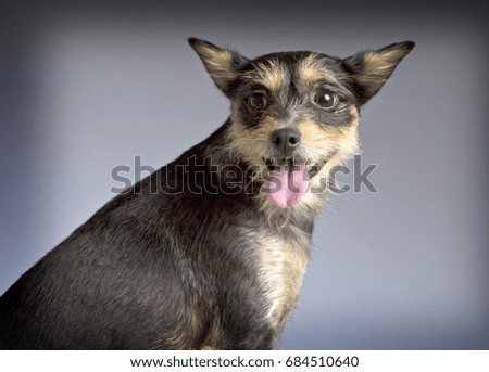 Cute black and brown dog sticking out tongue. Close up picture. Portrait. Studio shot. Horizontal format