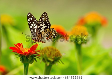 Lime Butterfly, Butterfly and flower, Green background.