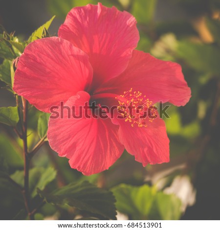 Close-up of Red Hibiscus Tropical Flower