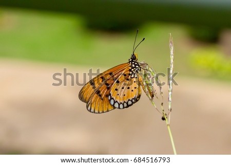 Plain Tiger Butterfly.