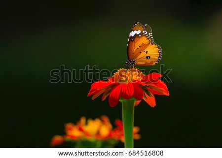 Plain Tiger Butterfly, Butterfly and flower on black background.