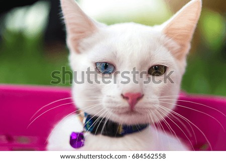 The Portrait Of White Colour Thai Cat. 2 color eye cat