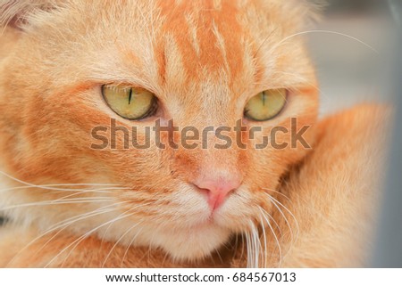 Close up cat face at the nature background