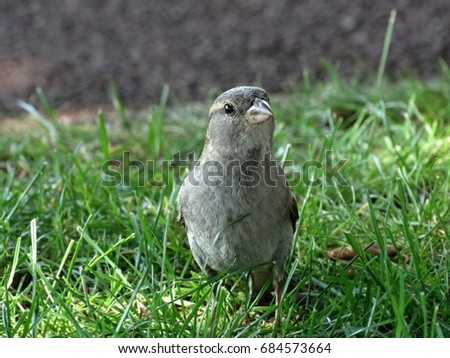 Close up of a sparrow sitting in the grass observing the world