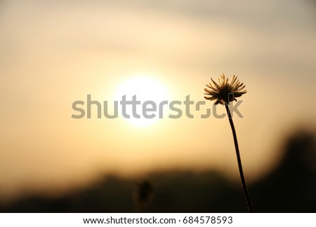 Fresh Flowers with morning light in the holiday

