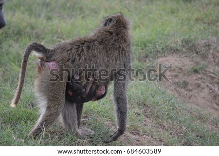 Baby baboon clinging to its mother in Lake Nakuru, Kenya