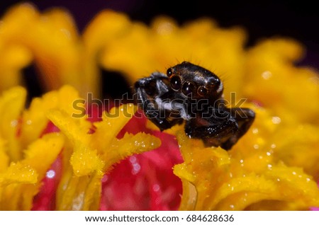 Salticus scenicus jumping spider on colorful Flower with macro ciose-up.The beauty of the small animal world.