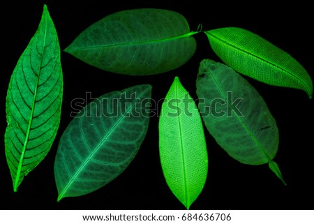 Transparent green leaves with isolated black background for medical conceptual and text adding commercial