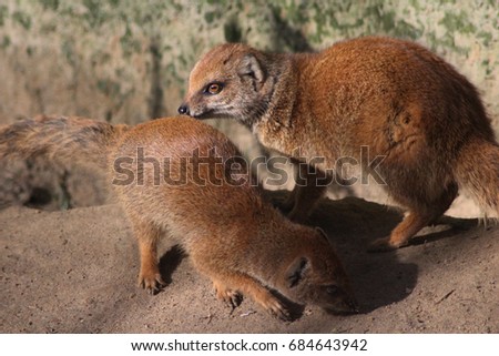 The yellow mongoose (Cynictis penicillata)