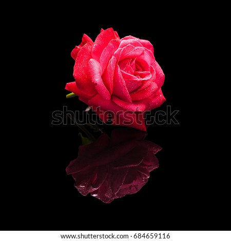 Red rose flower with water drops isolated on a black background with a natural reflection. Side view.