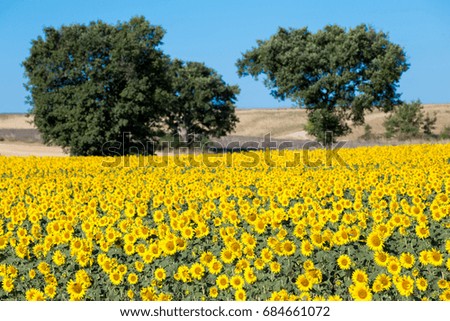 plain sunflower fields of Valencian Provence France
