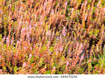 a front selective focus picture of grass flowers field in the evening sunset