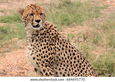 Cheetah looks, Kenya