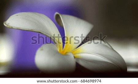 plumeria flower on blurred background