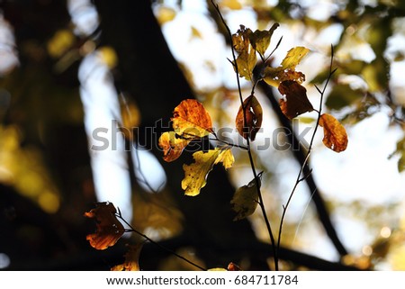 autumn leaves, october
