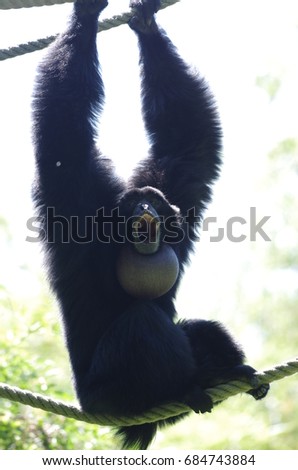 Howling monkey making noise with his throat