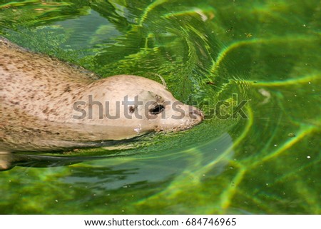 Swimming Seal 1