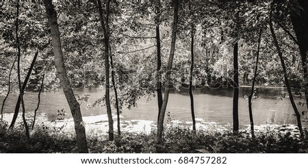 Silhouettes of tree trunks above the mysterious quiet pond. Black and White picture.