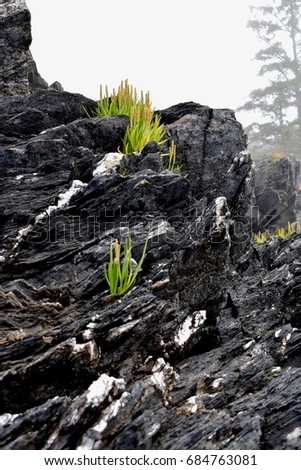 Grassy Tufts on Isolated Rocky Cliff