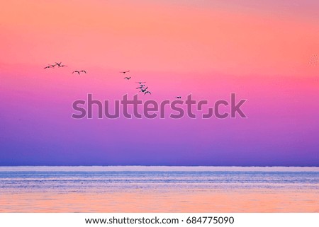 Birds flying over the sea in the light of sunset