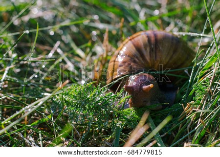 Adult african achatina snails eats grass outdoors under rain