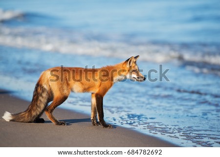 curious fox standing on the beach