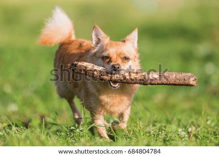picture of a chihuahua dog with a stick in the snout