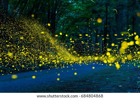 Many fireflies flying in the forest.(It's like a light falls) Royalty-Free Stock Photo #684804868