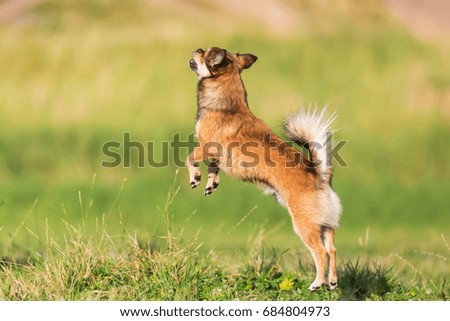 picture of a chihuahua-pekinese hybrid who is jumping on the meadow