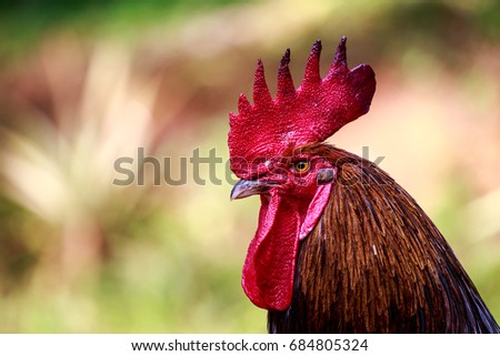 close up of a beautiful wild cock