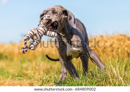 picture of a cute great dane puppy who is running on a country path with a toy in the snout