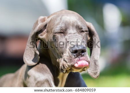 picture of a great dane puppy who is sticking his tongue out
