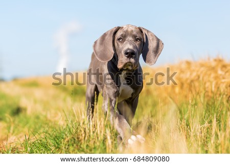 picture of a cute great dane puppy who is running on a country path
