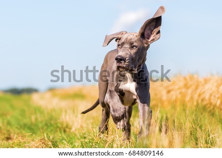 picture of a cute great dane puppy who is running on a country path