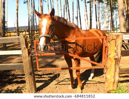 red horse in paddock full body photo on summer country pine trees background