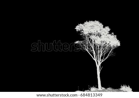 Photo inverted enhanced lone tree in black and white photo with copy space.