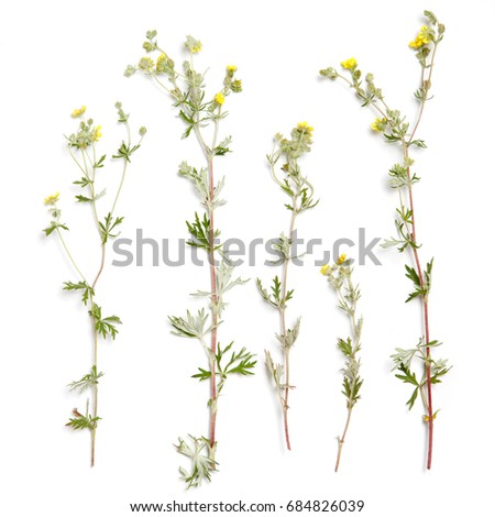 Flower wallpaper from bloodroot plants.