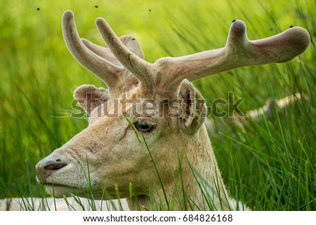 Bradgate Deer