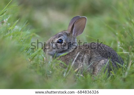 Cottontail baby in summer