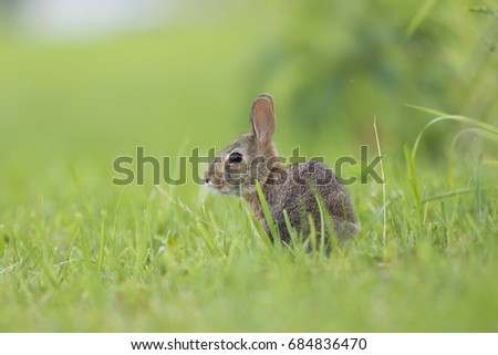 Cottontail Rabbit in summer