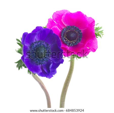 Fresh colorful Anemones blue and pink flowers isolated on white background